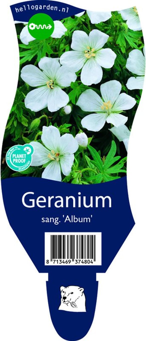 Geranium sang. 'Album' - P11
